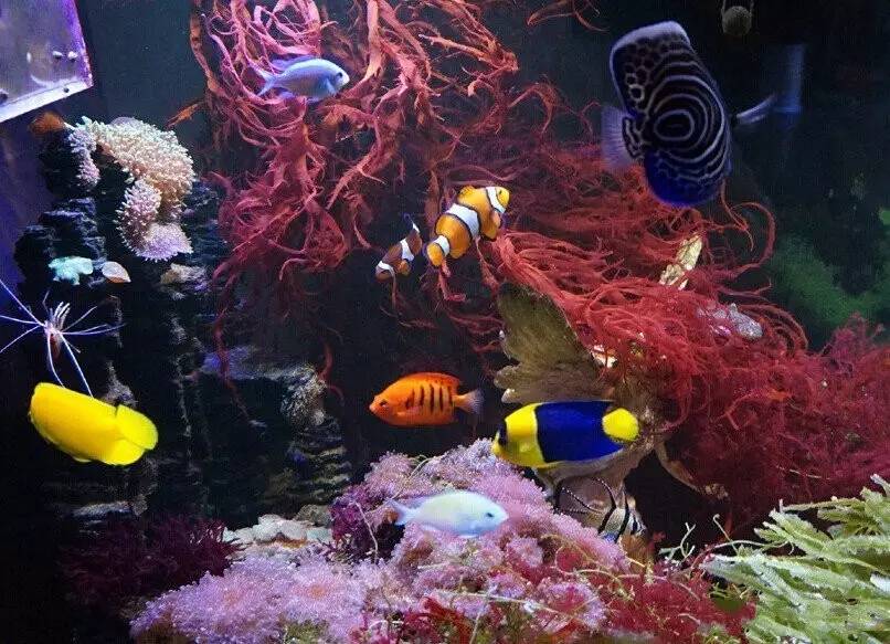 海缸养不活珊瑚的原因,鱼多可以养珊瑚吗