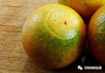 同样新会陈皮价格差距太大,台山新会柑收购价格