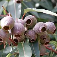 精灵宝可梦在现实中长什么样,精灵宝可梦到底是中国还是日本的