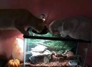 鱼缸不养鱼还能养什么小生物,鱼缸可以养不一样的鱼吗