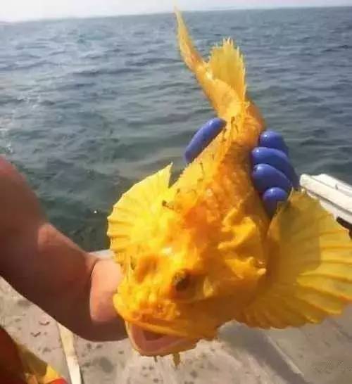 鱼缸不养鱼还能养什么小生物,鱼缸可以养不一样的鱼吗