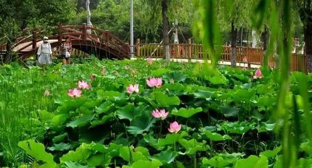 郑州哪的荷花开得比较好,郑州荷花观赏区