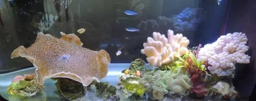 海缸养不活珊瑚的原因,鱼多可以养珊瑚吗