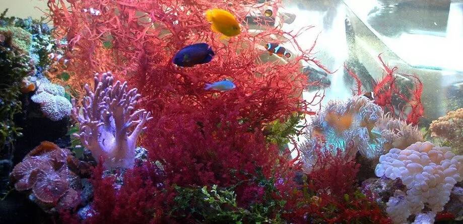 海缸养不活珊瑚的原因,鱼多可以养珊瑚吗