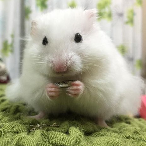 仓鼠的小爪爪,仓鼠的爪子怎么介绍