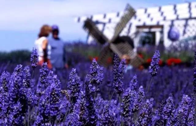 12生肖相对应的字,十二生肖金木水火土组合的字