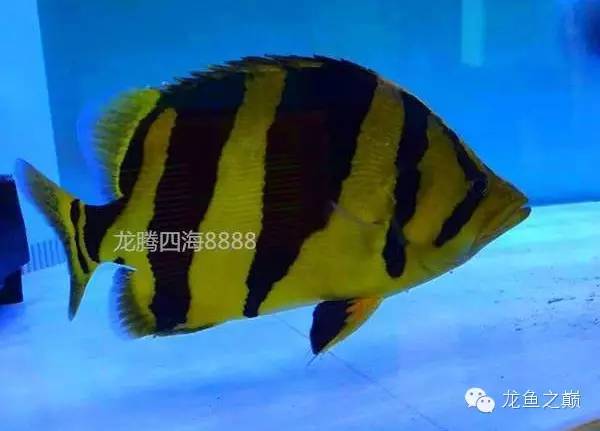 泰虎的霸气视频,泰虎真的不错吗