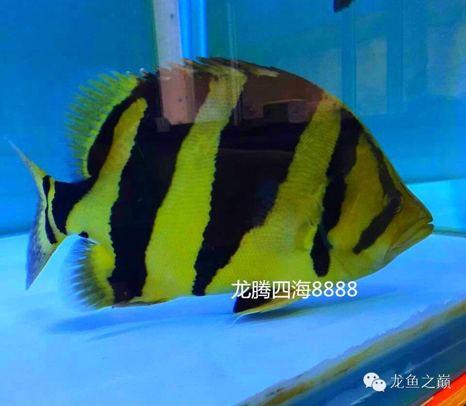 泰虎的霸气视频,泰虎真的不错吗