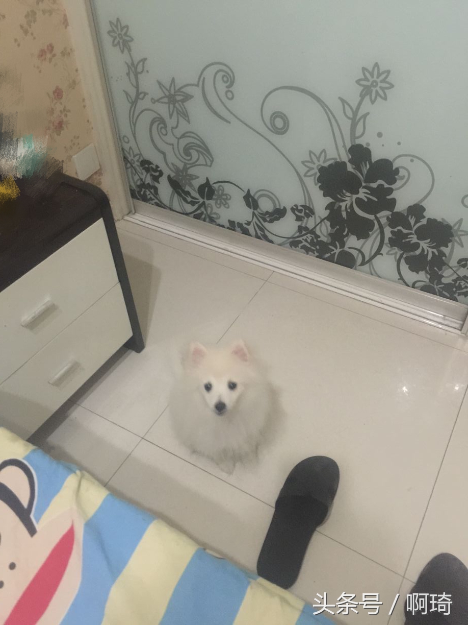 狗对人体皮肤有危害吗在看看我家的狗