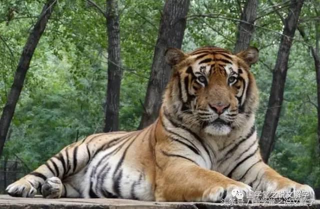 卧虎藏龙什么来历,卧虎藏龙卧虎指的是