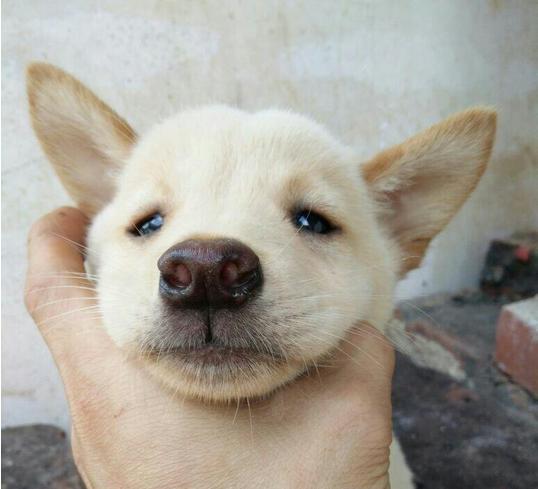 土狗的智商为什么最低,土狗智商其实很高的