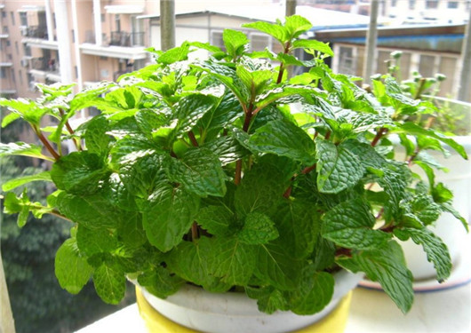 薄荷叶有驱蚊虫功效么,干薄荷叶可以驱蚊虫吗