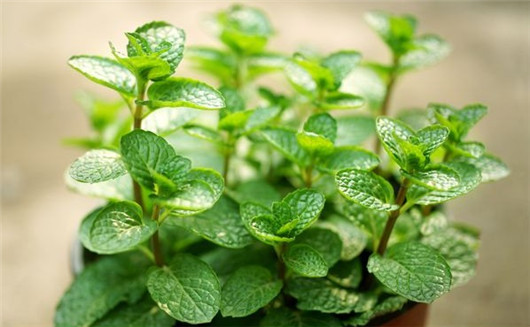 薄荷叶有驱蚊虫功效么,干薄荷叶可以驱蚊虫吗