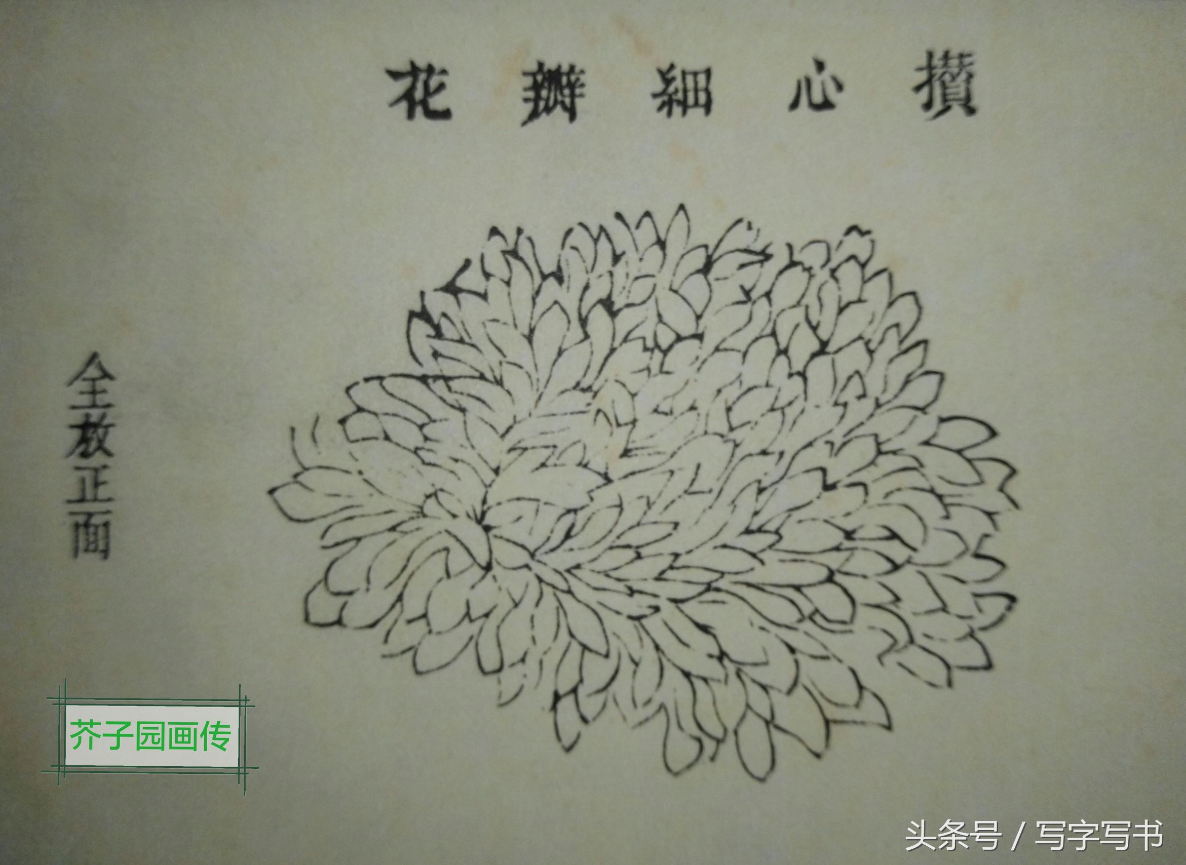 工笔画梅兰竹菊画法大全第一部分,墨牡丹花画法技巧