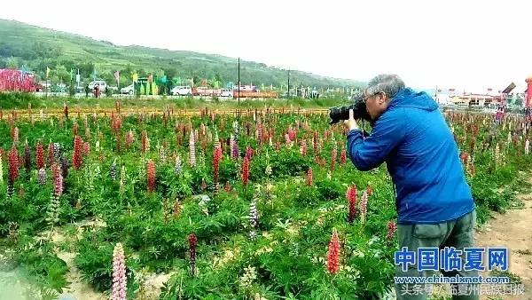 我把河州当“花州”