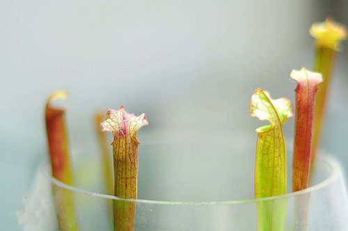 草缸放了绿萝,家居草缸