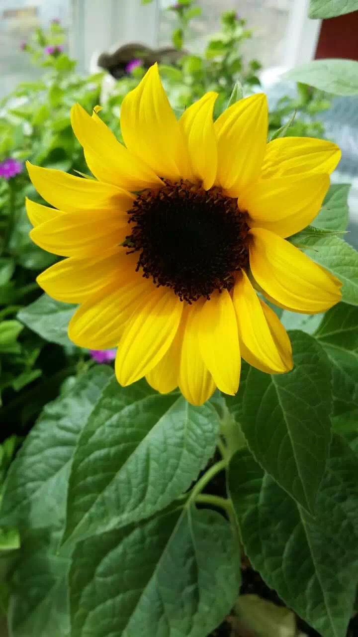 找回以前的我重拾自信,找回从前的我创作原声