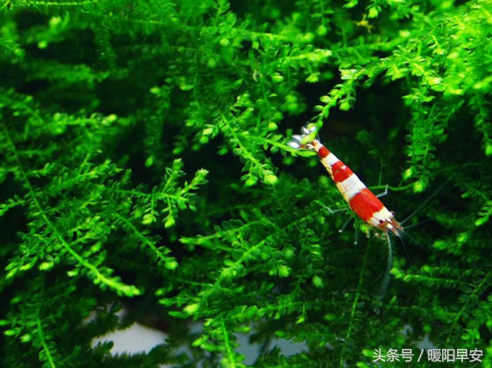 巨型淡水虾多少钱一只,水晶虾哪个品种最便宜好养