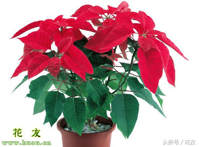 花后的养护方法和注意事项,花卉养护及修枝技巧视频