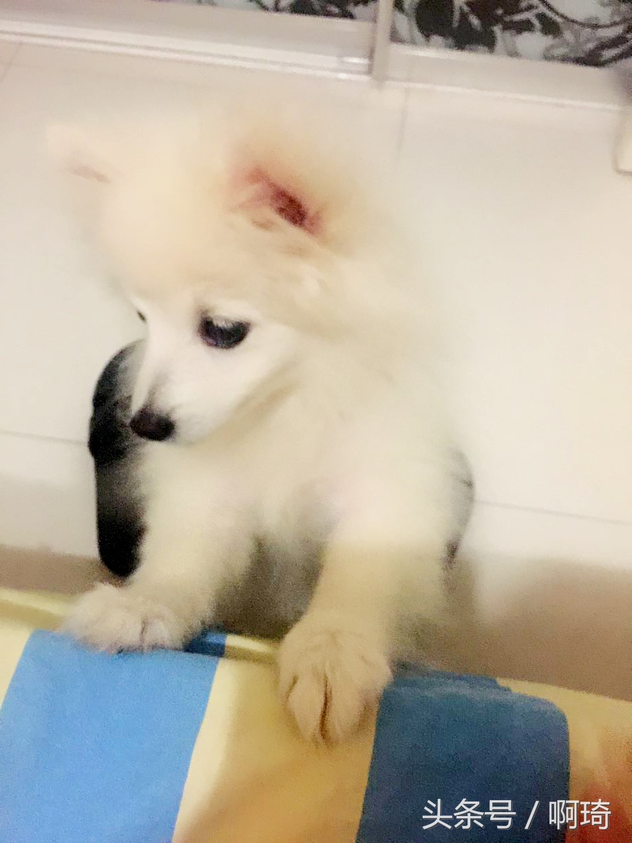 狗对人体皮肤有危害吗在看看我家的狗