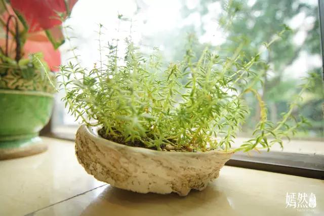 石龙老字号传统美食,石龙老味道