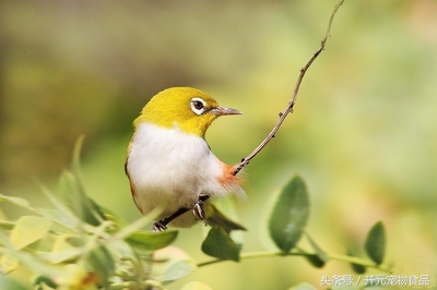 绣眼鸟怎样的好,绣眼鸟用什么料最好