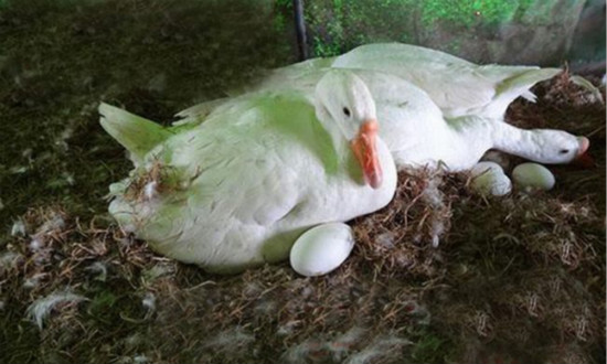 农村代购生活用品,农村代购多少钱一个月