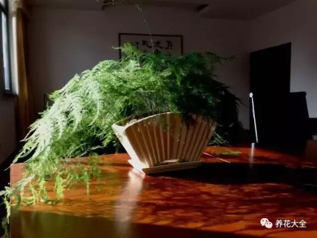 夏季发财树一般多少天浇水一次 (夏季多肉晴天浇水还是雨天浇水)