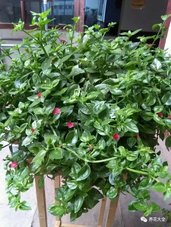 夏季发财树一般多少天浇水一次 (夏季多肉晴天浇水还是雨天浇水)