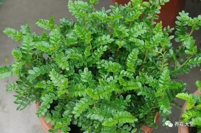 夏季发财树一般多少天浇水一次 (夏季多肉晴天浇水还是雨天浇水)