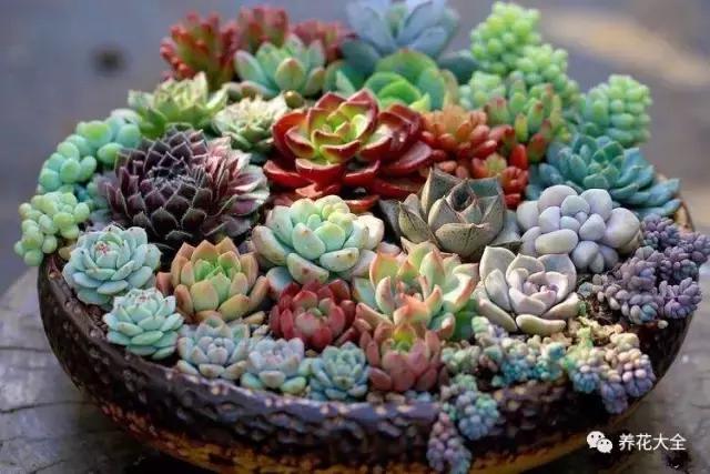 夏季发财树一般多少天浇水一次 (夏季多肉晴天浇水还是雨天浇水)