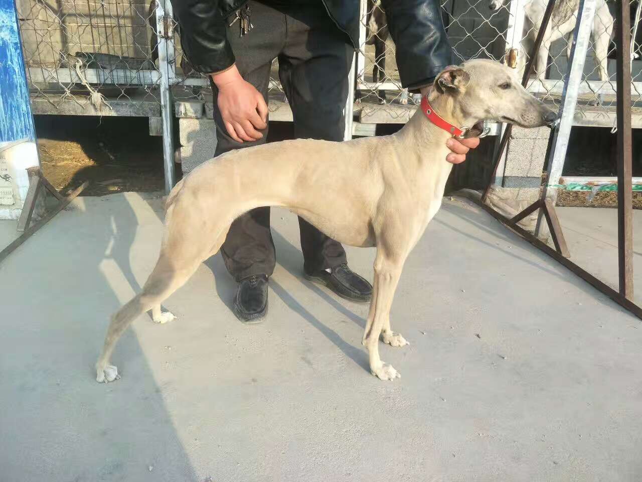 格力灵缇惠比特怎么分别,格力犬狩猎