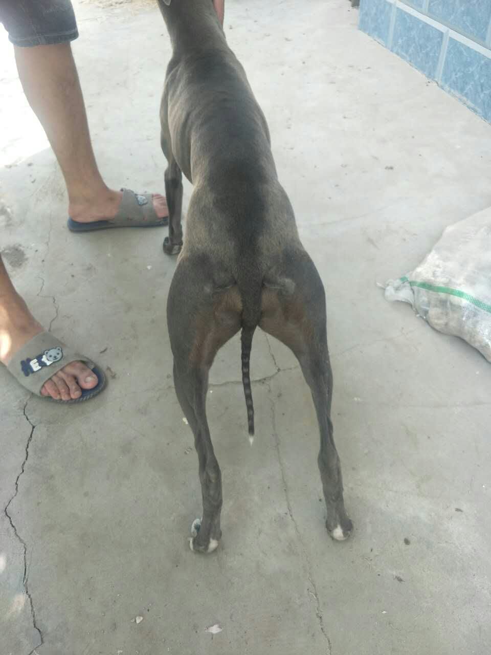 格力灵缇惠比特怎么分别,格力犬狩猎