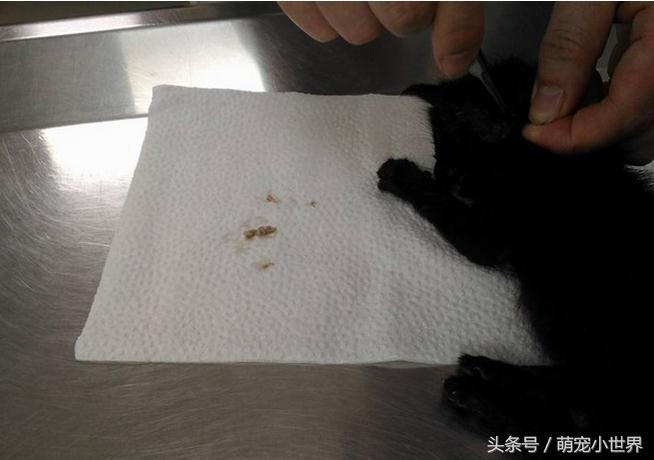 警方回应流浪猫死了被扔下水道,流浪猫两小时内突然死亡