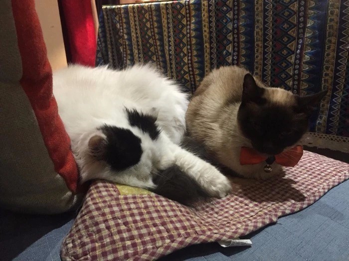 丽江最好的甜品店,丽江下午茶甜品店