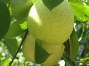 平遥特产沙棘原浆价格,山西平遥有什么特产