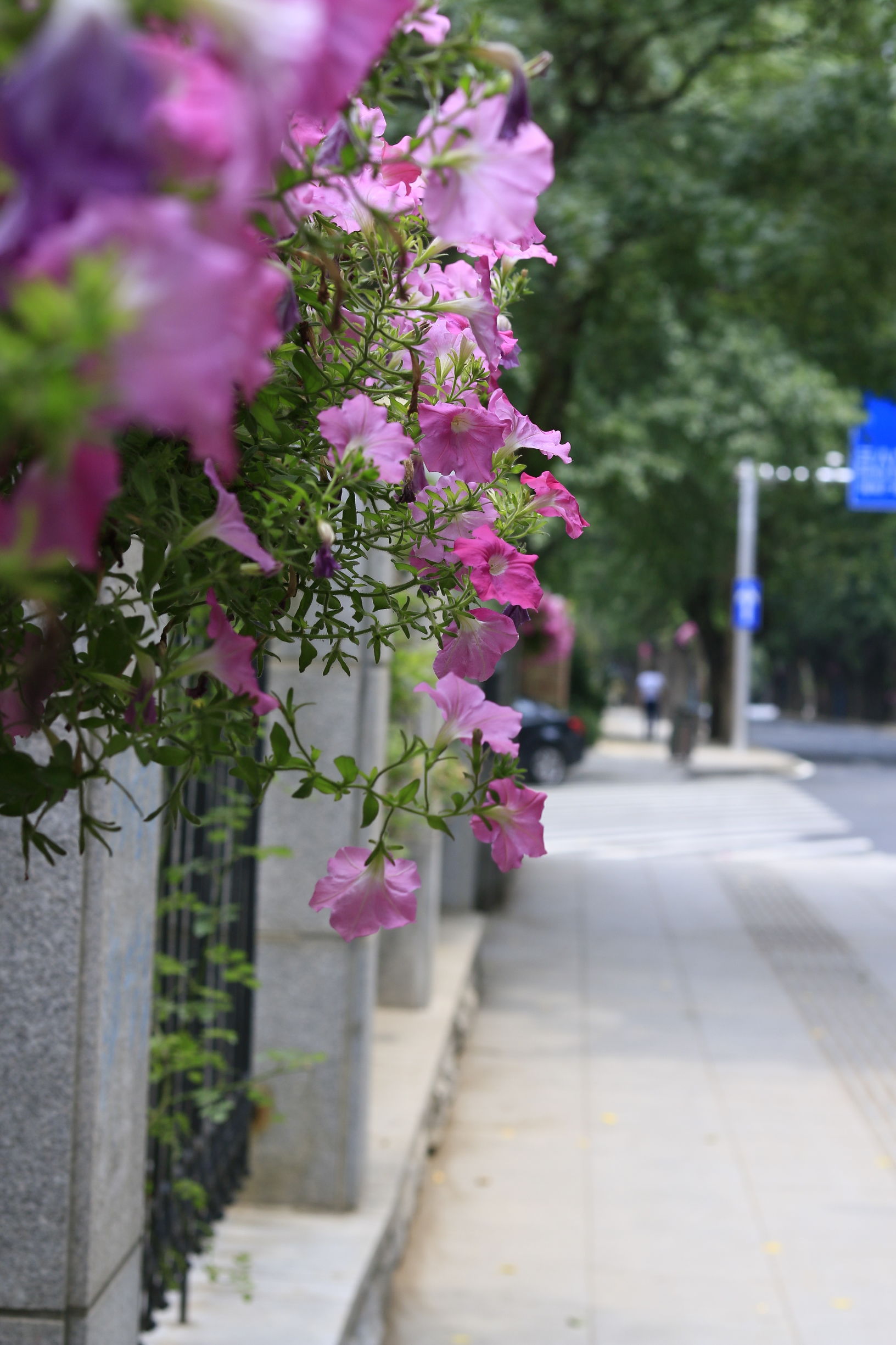 佳能70d配24mm头图片,佳能70d配18-55镜头怎么样