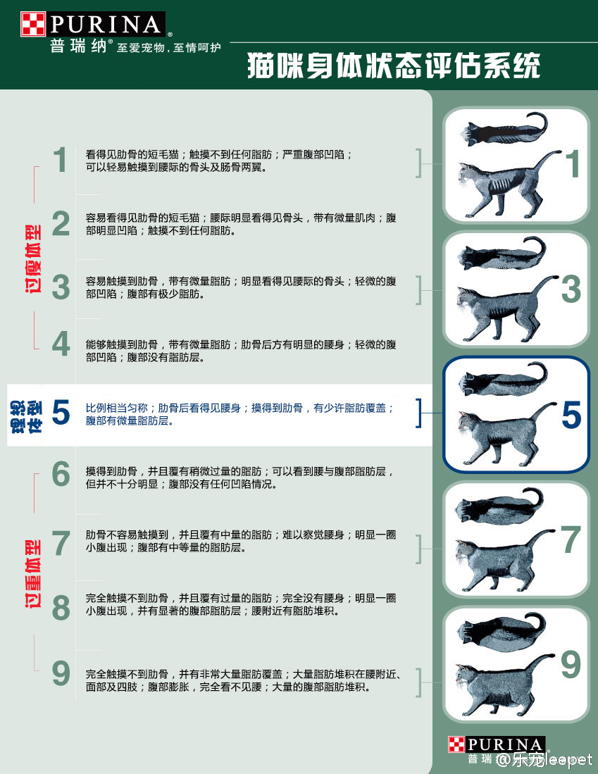胖胖猫咪要减肥,胖猫咪减肥视频大全