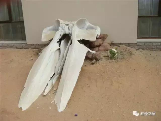 扛过枪、渡过江、下过乡的60岁“中国大妈”如何在花甲之龄闯非洲！｜