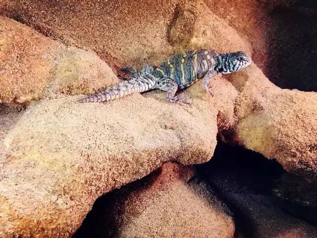 雨林缸生态水景,家居小鱼缸造景