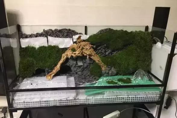 雨林缸生态水景,家居小鱼缸造景