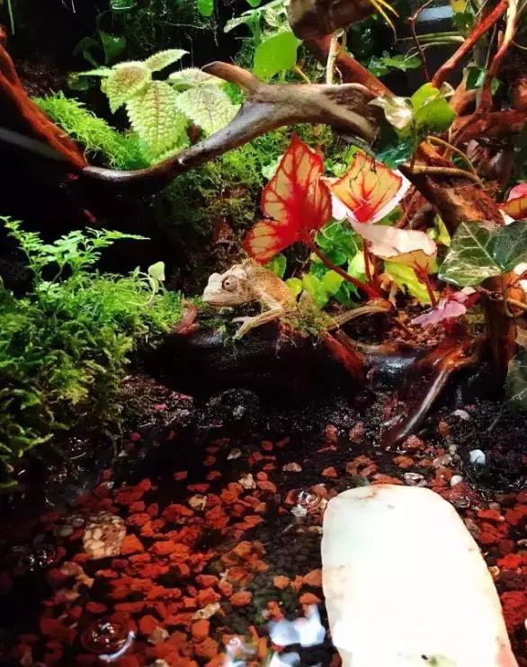 雨林缸生态水景,家居小鱼缸造景