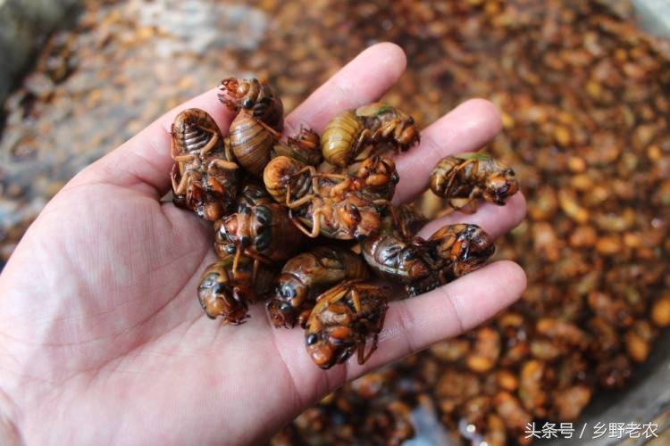 捉金蝉最佳方法,怎么抓金蝉最好方法