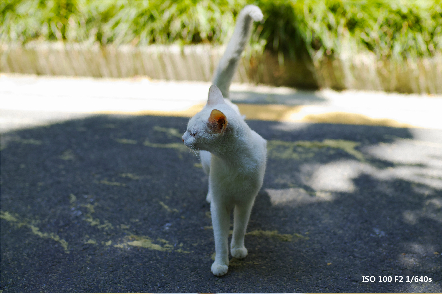 适马sdq与sdqh参数区别,适马sdqh画质怎么样