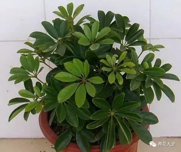 夏季发财树一般多少天浇水一次 (夏季多肉晴天浇水还是雨天浇水)