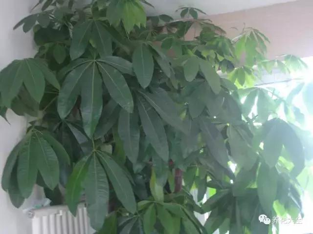 夏季发财树一般多少天浇水一次 (夏季多肉晴天浇水还是雨天浇水)