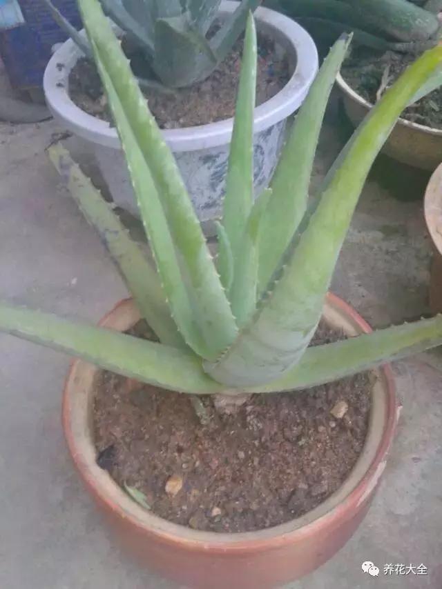 夏季发财树一般多少天浇水一次 (夏季多肉晴天浇水还是雨天浇水)