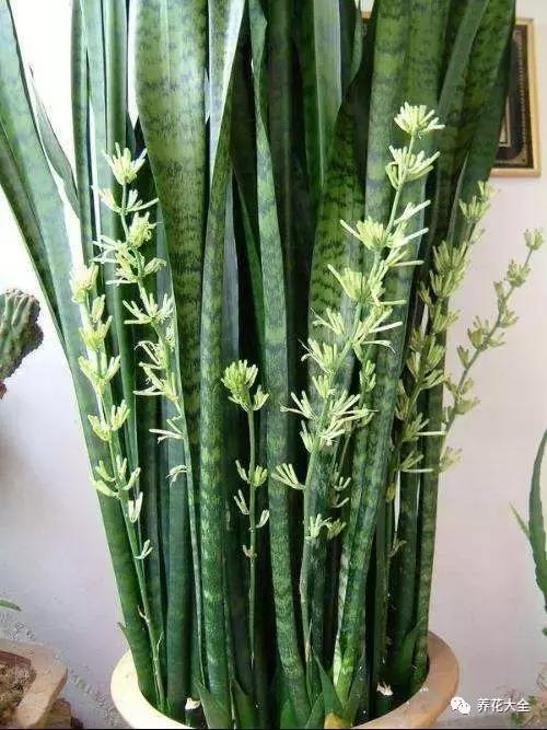 夏季发财树一般多少天浇水一次 (夏季多肉晴天浇水还是雨天浇水)