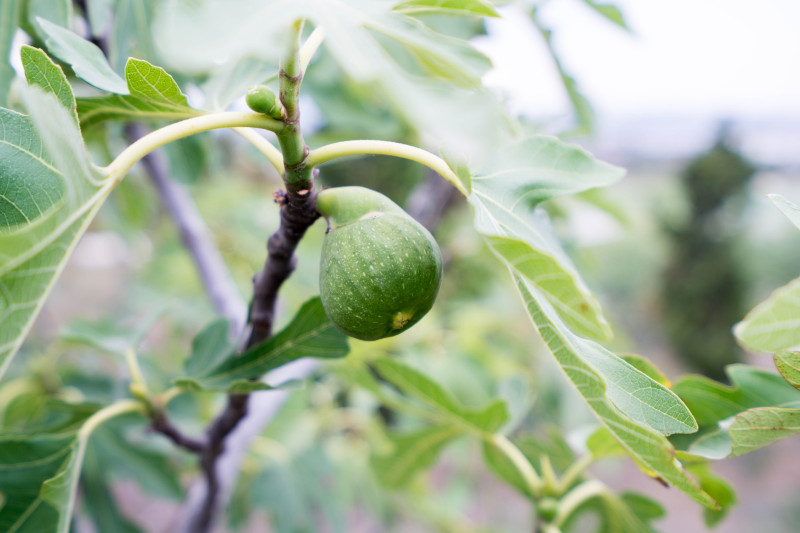 蓬莱温泉旅游度假村,蓬莱适合度假的小镇