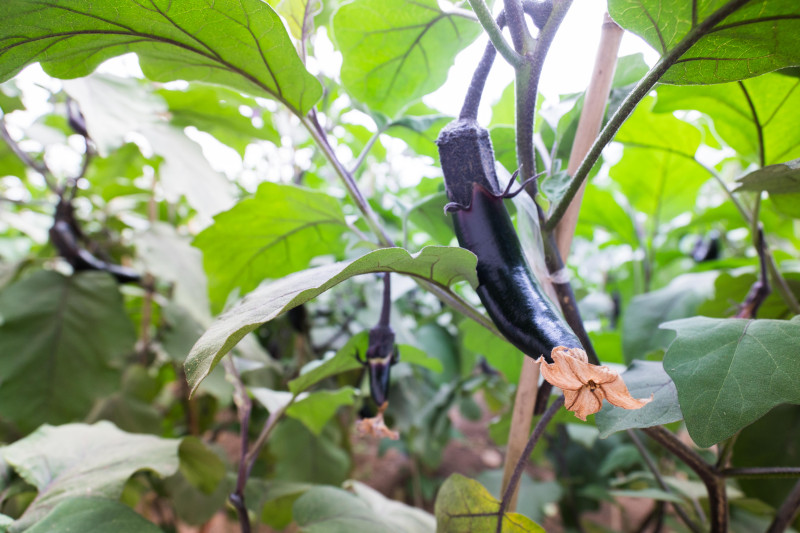 蓬莱温泉旅游度假村,蓬莱适合度假的小镇